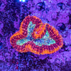 Lobophyllia
