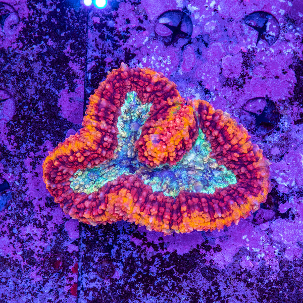 Lobophyllia