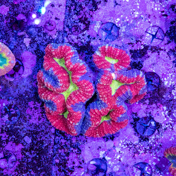 Lobophyllia