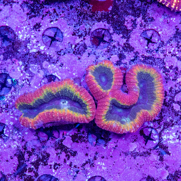 Lobophyllia