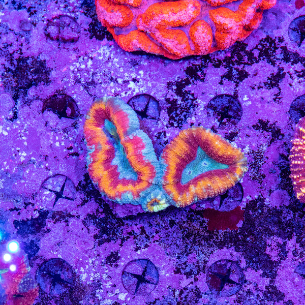 Lobophyllia