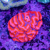 Lobophyllia