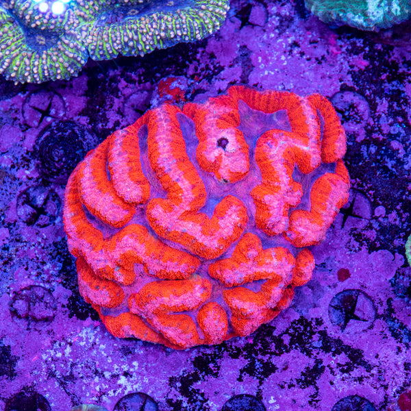Lobophyllia
