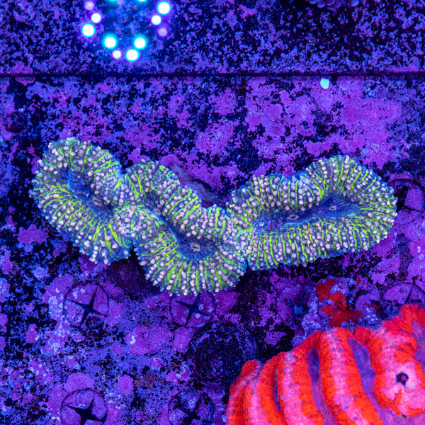 Lobophyllia