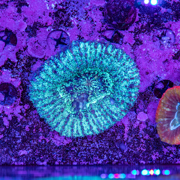 Lobophyllia