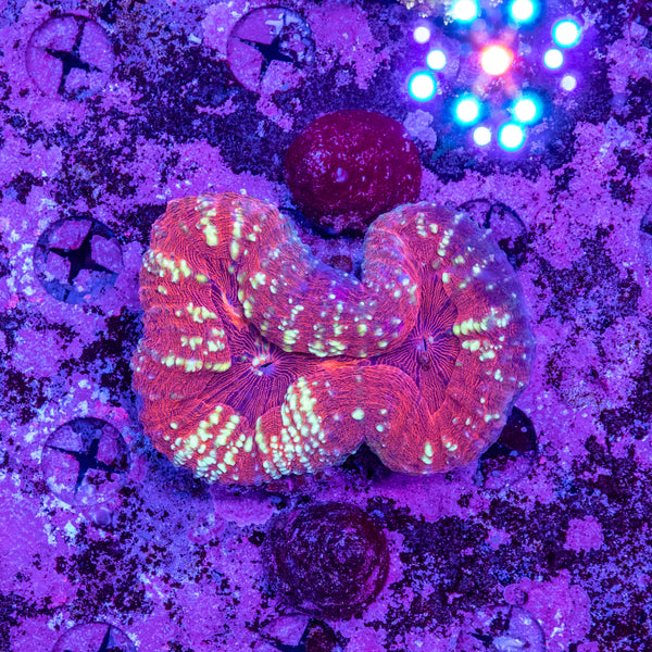 Lobophyllia