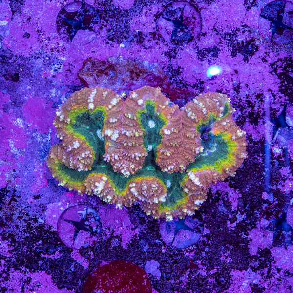 Lobophyllia