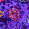 Lobophyllia