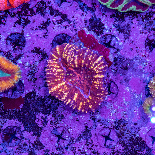 Lobophyllia