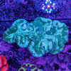 40-50CM Lobophyllia