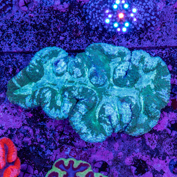 40-50CM Lobophyllia
