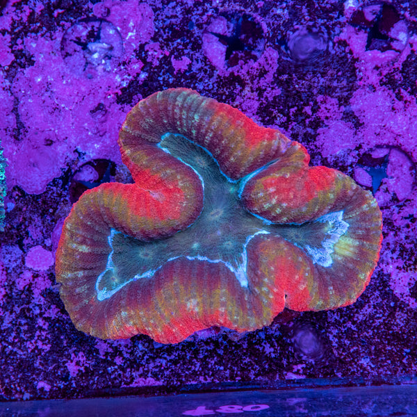 Lobophyllia