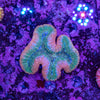 Lobophyllia