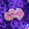 Lobophyllia