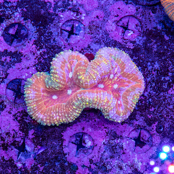 Lobophyllia