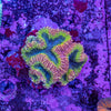 Lobophyllia