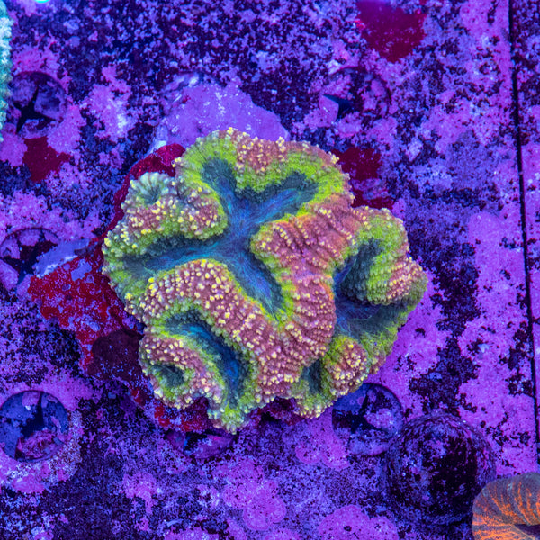 Lobophyllia