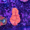 Lobophyllia
