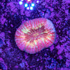 Lobophyllia