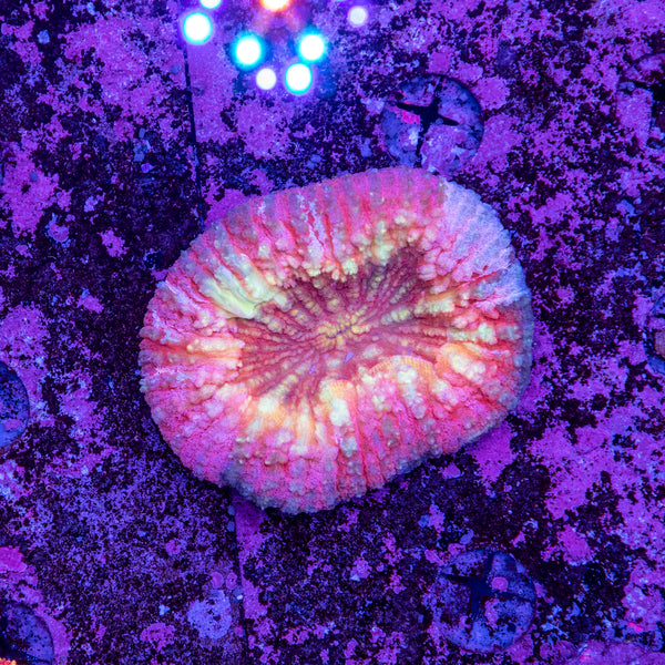 Lobophyllia