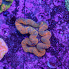 Lobophyllia