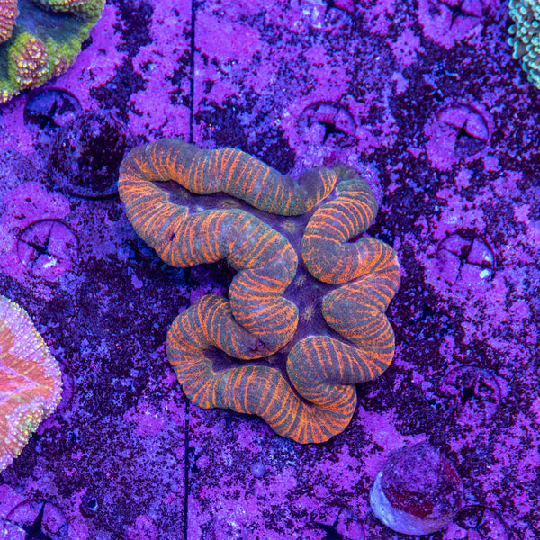 Lobophyllia