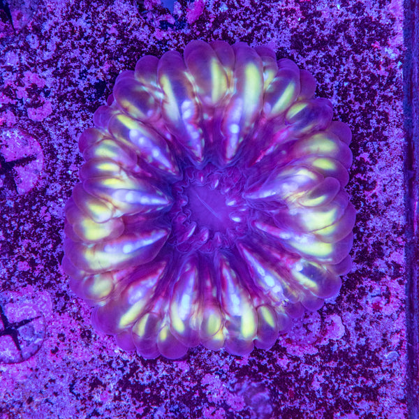 Cynarina