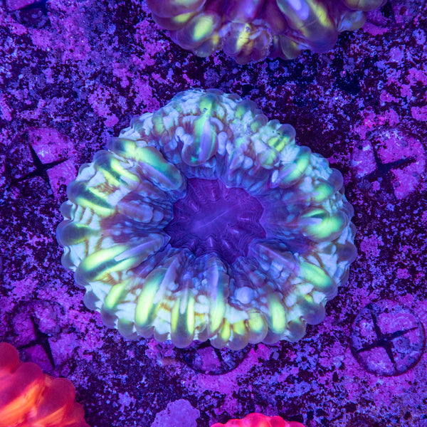 Cynarina
