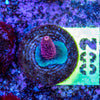 AMA SPS Frag 002