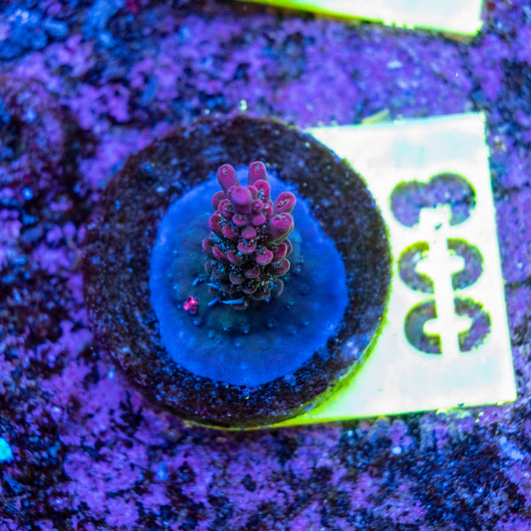 AMA SPS Frag 003 'Blueberry Pie'