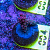 AMA SPS Frag 004 'Blueberry Pie'