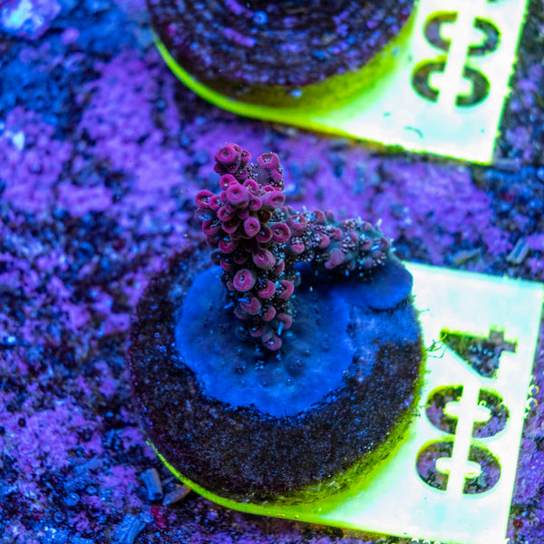 AMA SPS Frag 004 'Blueberry Pie'