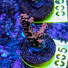 AMA SPS Frag 005 'Scorched Earth'