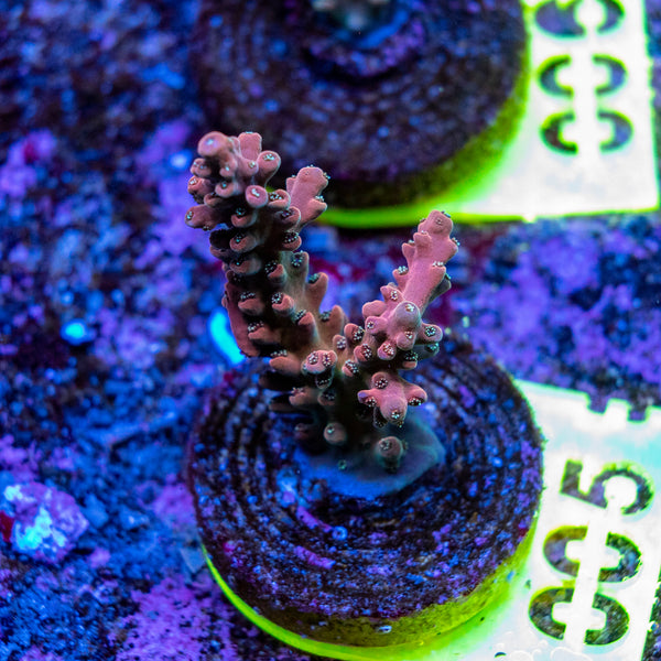 AMA SPS Frag 005 'Scorched Earth'