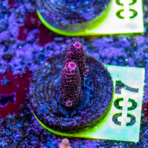 AMA SPS Frag 007