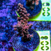 AMA SPS Frag 008 'Scorched Earth'