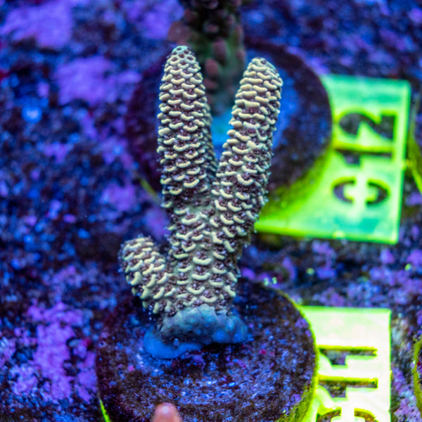 AMA SPS Frag 011