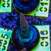 AMA SPS Frag 016