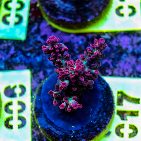 AMA SPS Frag 017 'Strawberry Shortcake'