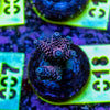 AMA SPS Frag 018