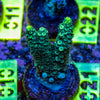 AMA SPS Frag 021