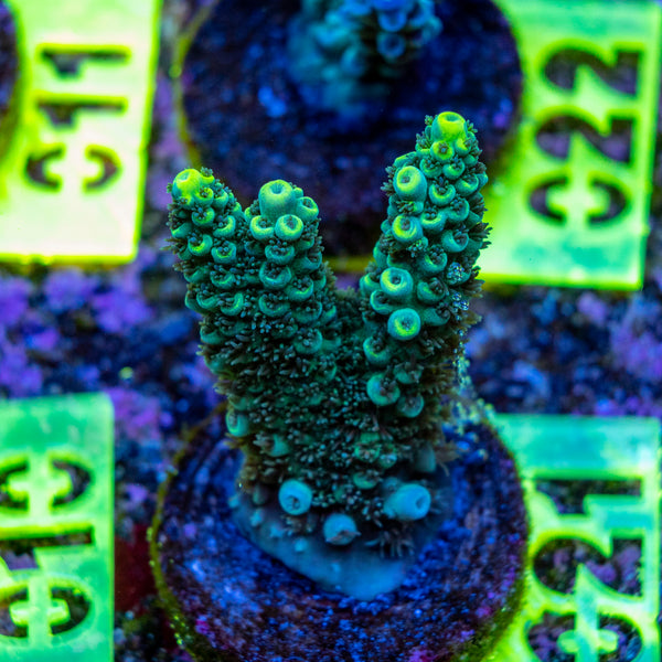 AMA SPS Frag 021