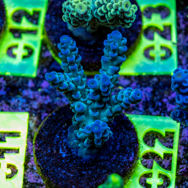 AMA SPS Frag 022