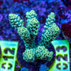 AMA SPS Frag 023
