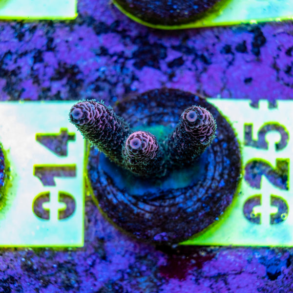 AMA SPS Frag 025