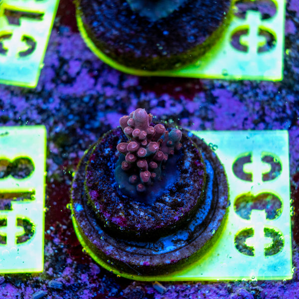 AMA SPS Frag 030 'Nubbly Nutz'