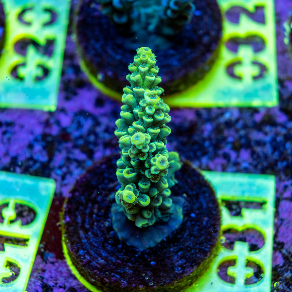 AMA SPS Frag 031