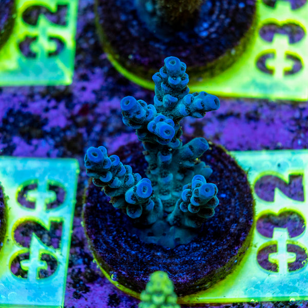 AMA SPS Frag 032