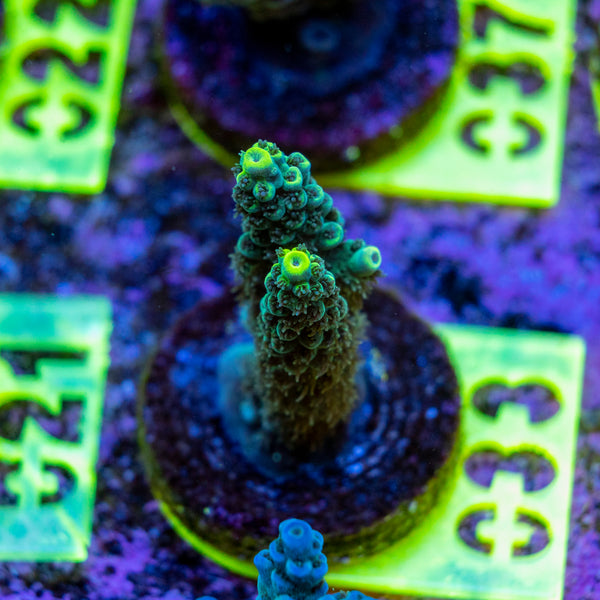AMA SPS Frag 033