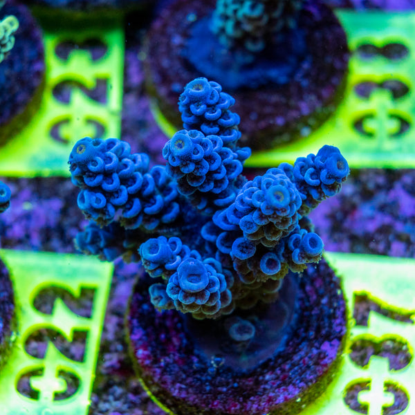 AMA SPS Frag 037